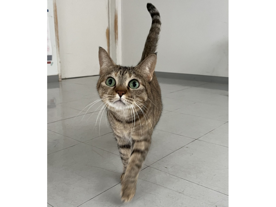 猫カフェ出身　甘え上手で穏やかな女の子