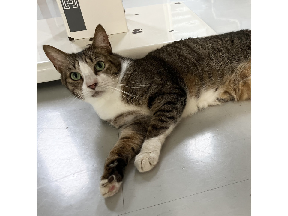 猫カフェ出身　穏やかで癒し系の男の子