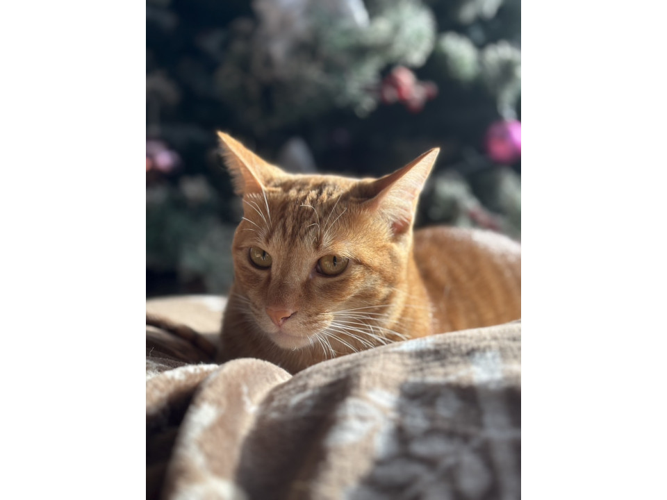 ヤンチャな茶トラのあたる君