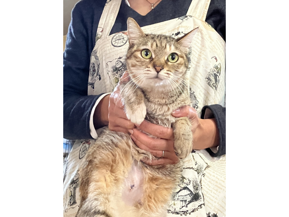人が好きな美人猫ニコちゃん