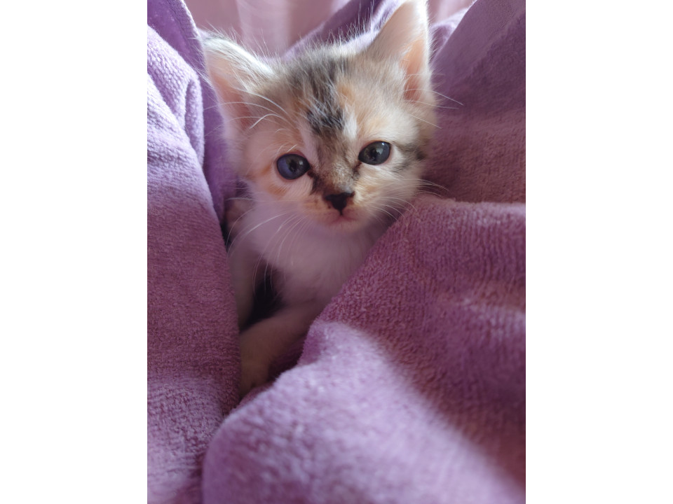 甘えん坊の三毛猫ちゃん