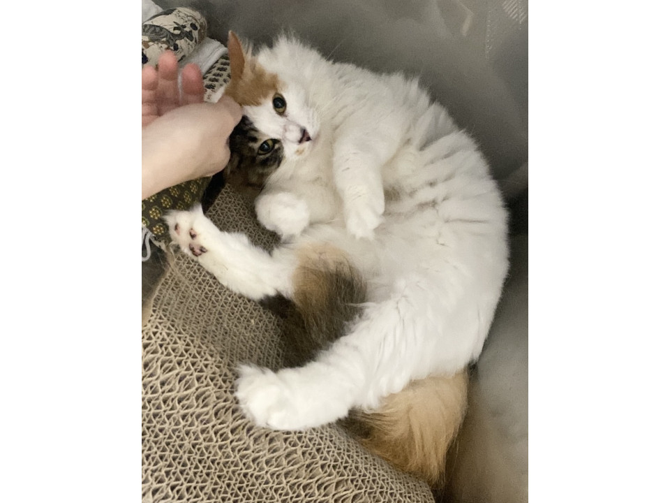 レア！長毛三毛懐っこい美人約4〜5歳