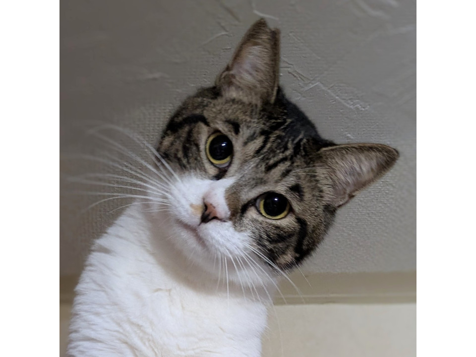 【多頭崩壊】クセが強すぎる甘えん坊