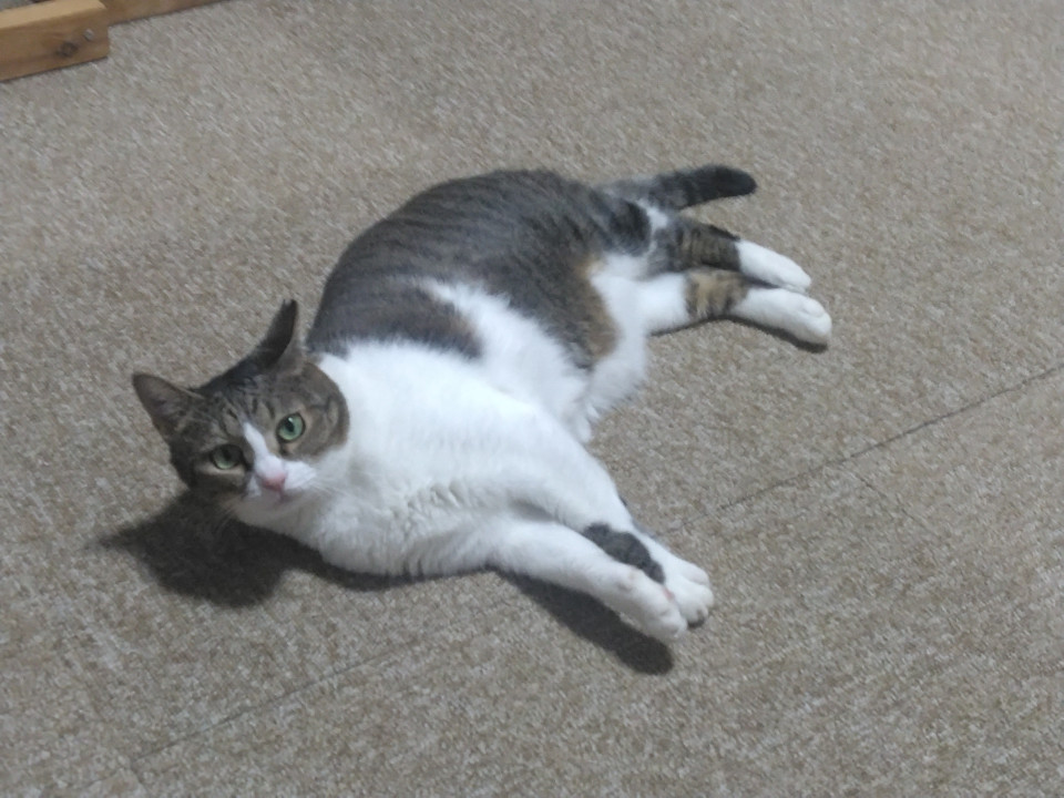 可愛いキジ白猫ちゃん