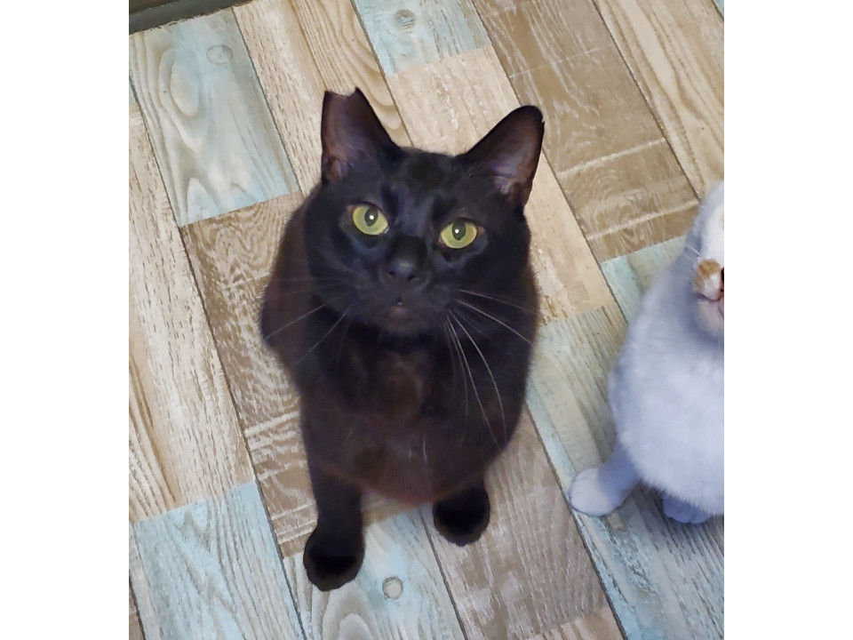 元気いっぱい!黒猫しんちゃん