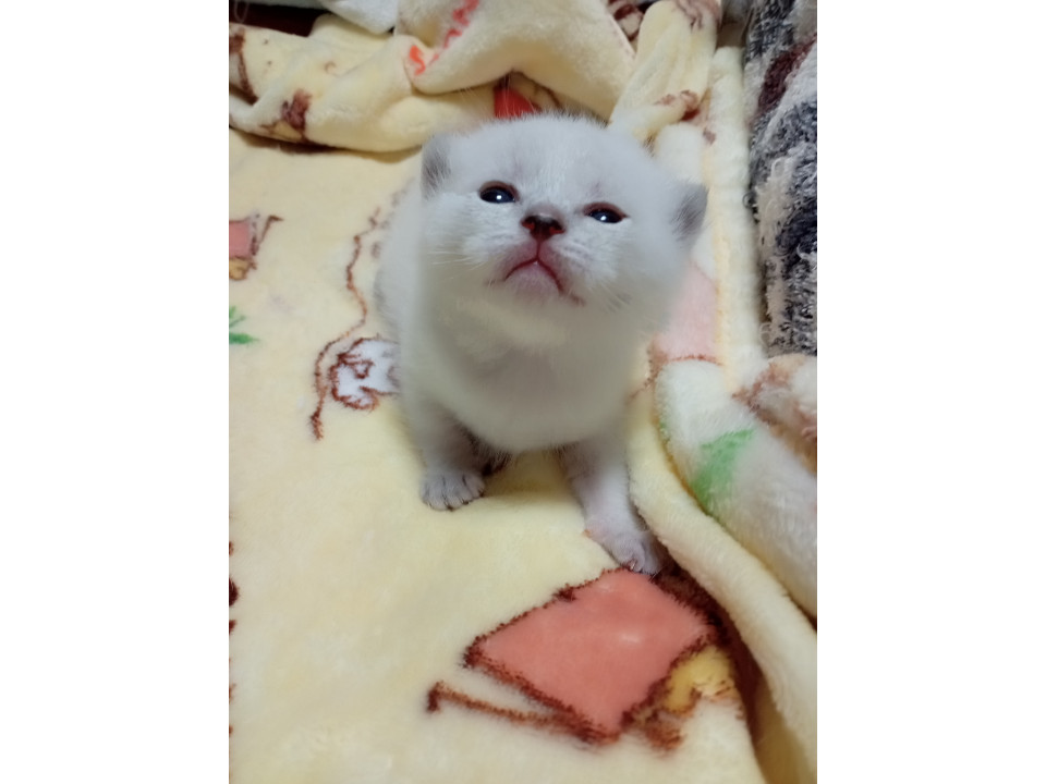 かわいい白猫さん