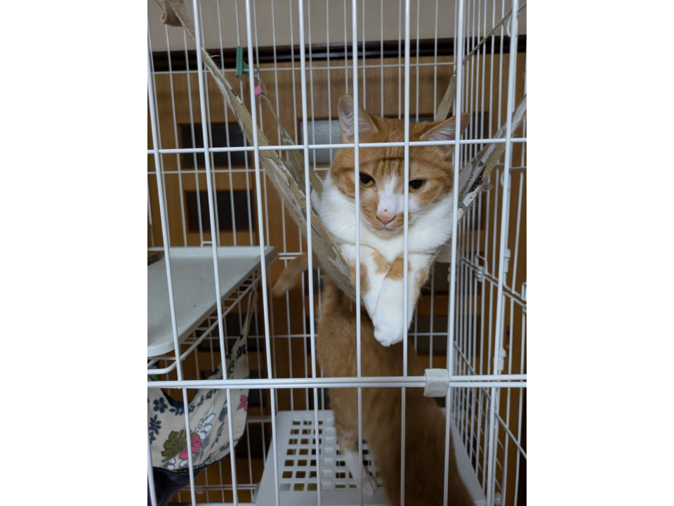 可愛い麦くん♪小麦ちゃんと一緒の譲渡希望