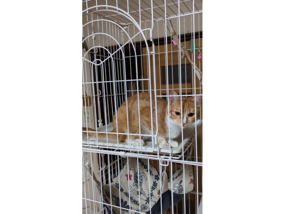 可愛い小麦ちゃん♪麦くんと一緒の譲渡希望