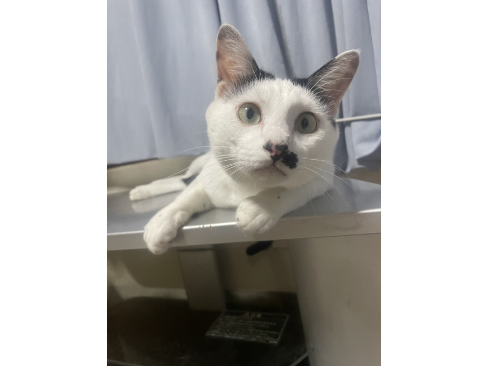 ハリキリボーイ、がんばるくん♪