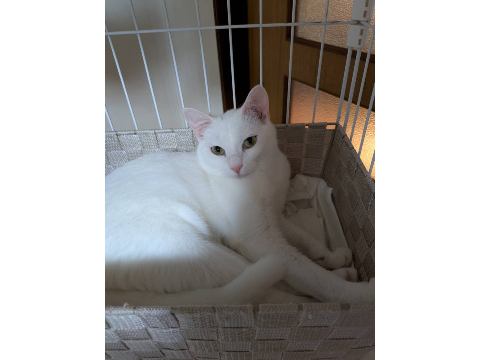 可愛いチビシロくん♪兄弟一緒の譲渡希望♪