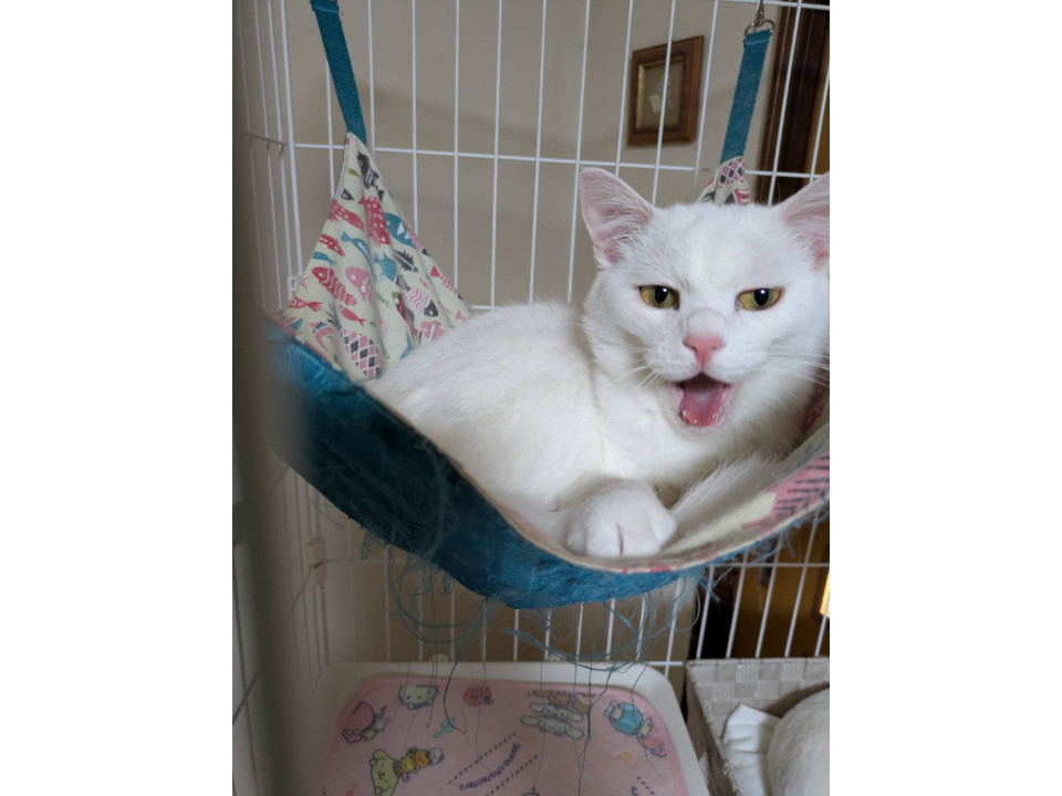 可愛いチビミルくん♪兄弟一緒の譲渡希望♪