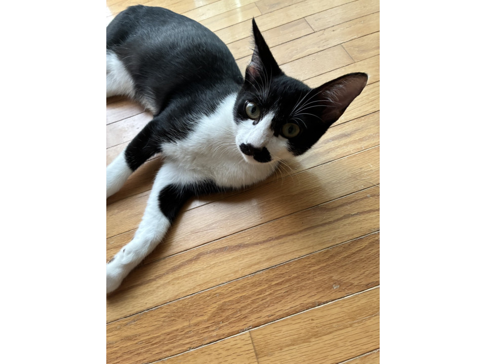 可愛らしい白黒 オリバーくん