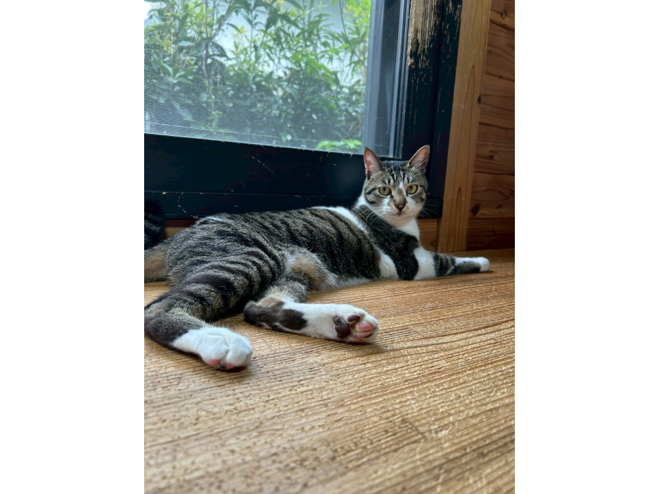 【動画あり】カギしっぽがチャームポイント