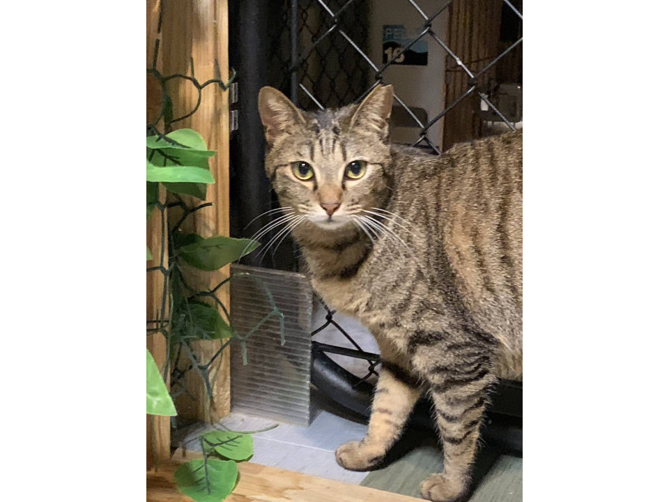 1/11堺市里親会✩ポン子ちゃん