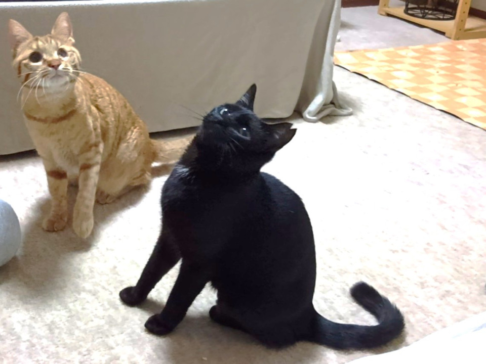 猫]大阪府の里親募集 甘えたい黒猫おとなしい性格です