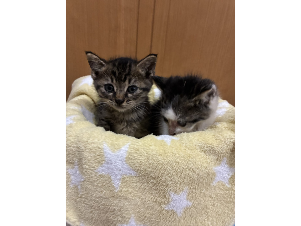きょうだい猫❣️キジトラちゃん‼️