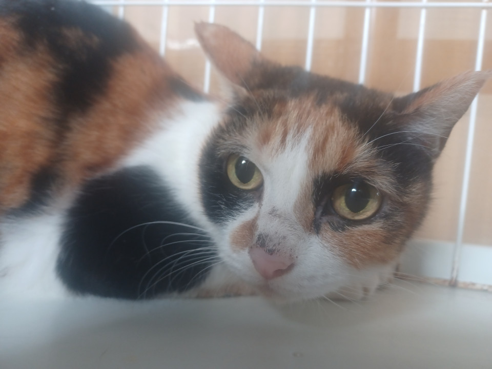 お目目がクリっクリのミケちゃん