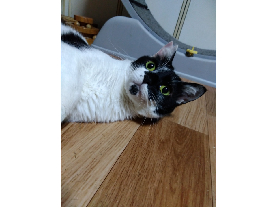 甘えん坊の黒白君