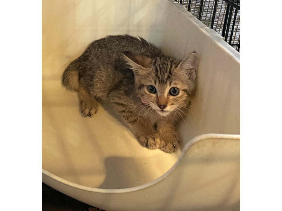 人見知りのうめのちゃん