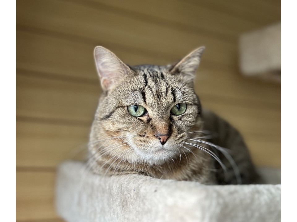 足利ひろみ☆10/26(日)譲渡会予定