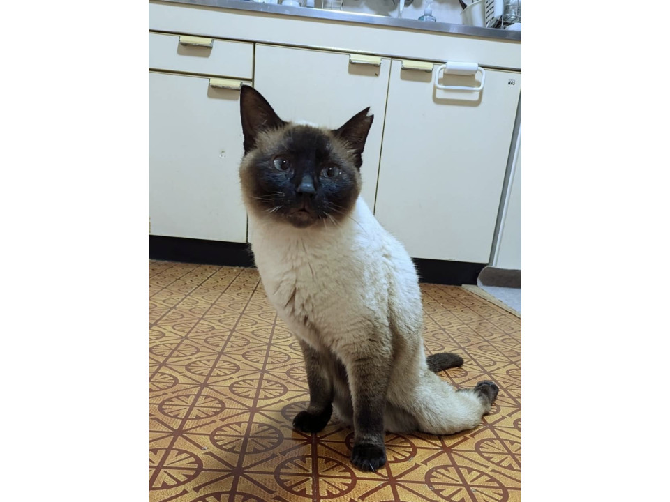 脊髄損傷圧迫排尿必須シャム柄サラちゃん