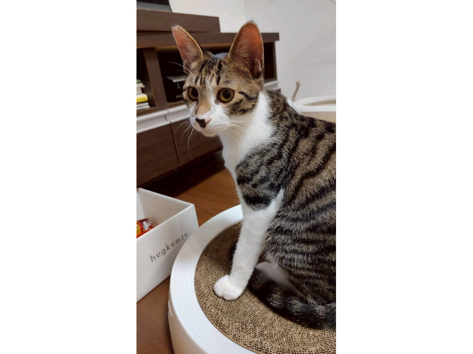 人慣れバッチリ 甘えん坊