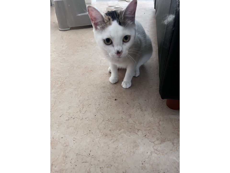 綺麗な三毛猫
