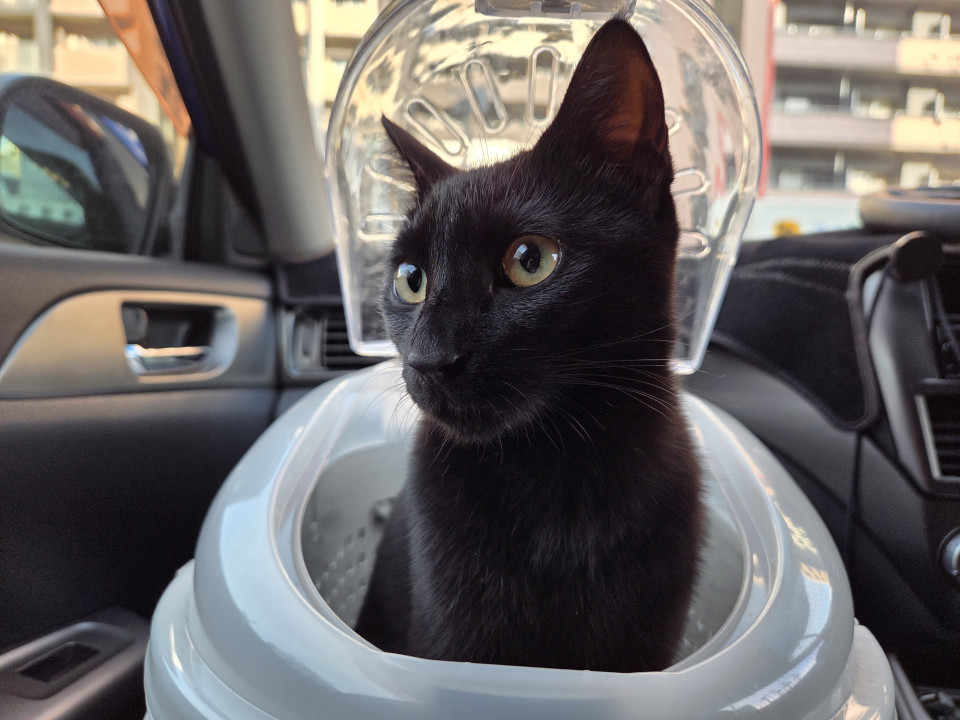 5/27保護、生後7ヶ月のクロネコちゃん