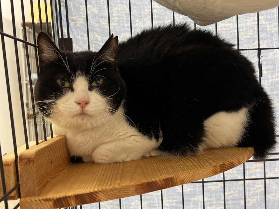 まん丸可愛いハチワレの女の子