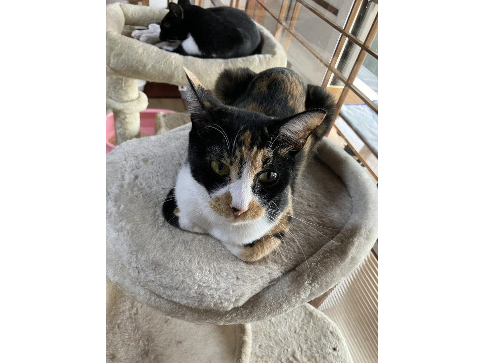 穏やかな三毛猫　スマイルちゃん