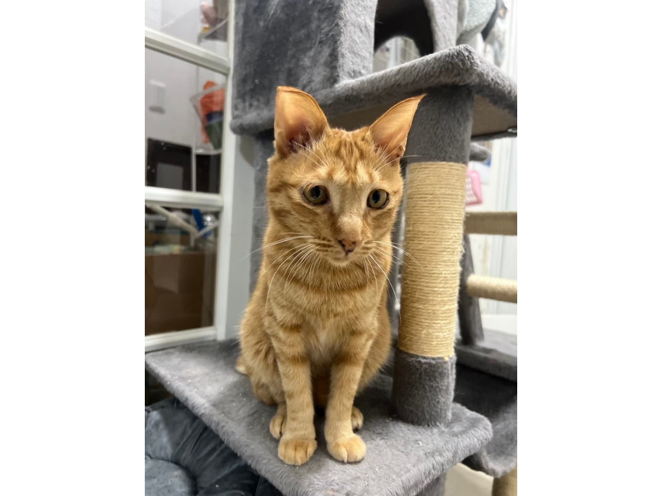 つぶらな瞳の甘えん坊 ☆たつまる