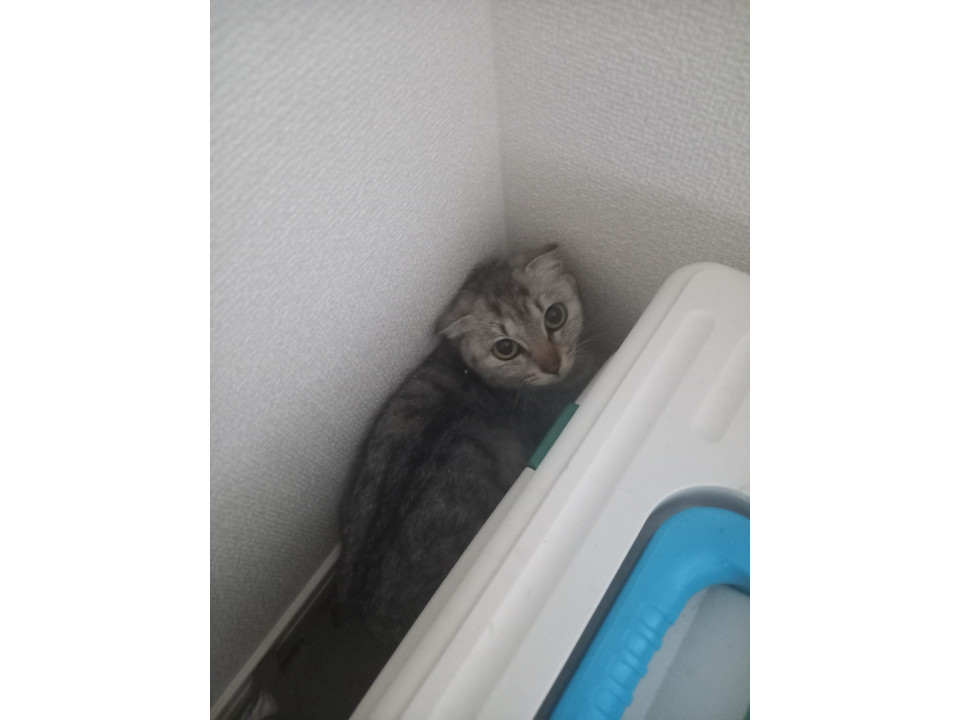 美人猫✨ザバトラ猫ちゃん