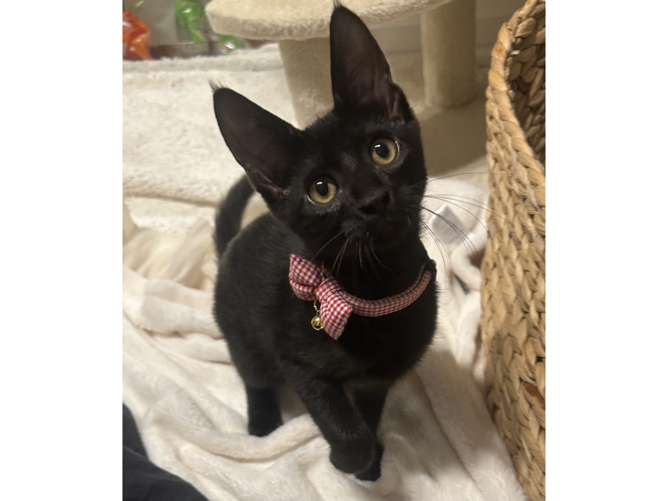 5匹兄妹心優しいお兄ちゃんウーくん♡