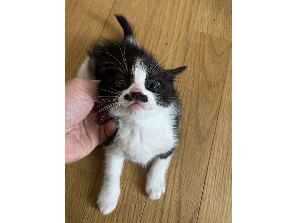 チョビ髭はやした面白い顔のハチワレ