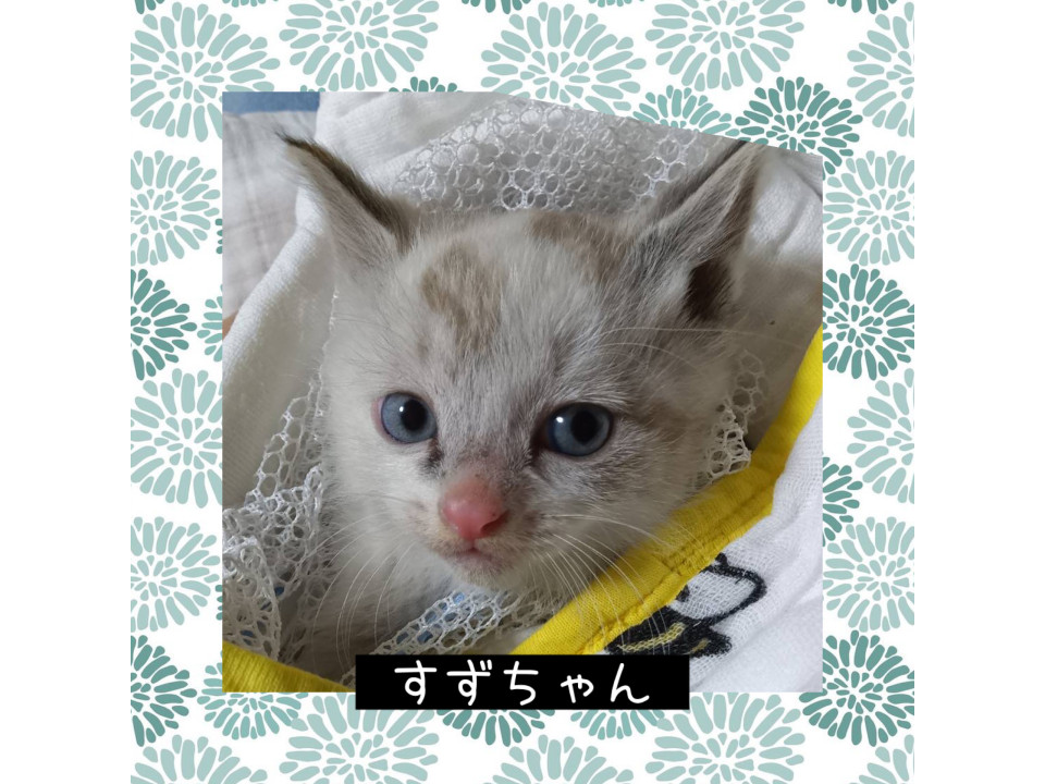 青い目の天使 すずちゃん