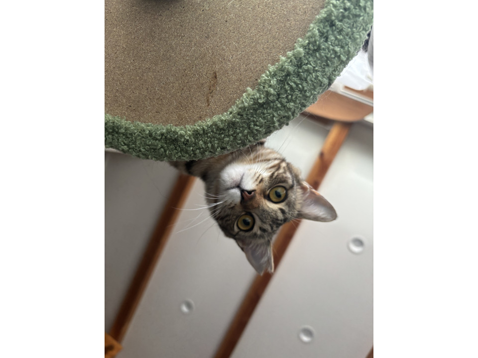 猫大好き!ベンガル風かわいこちゃん!