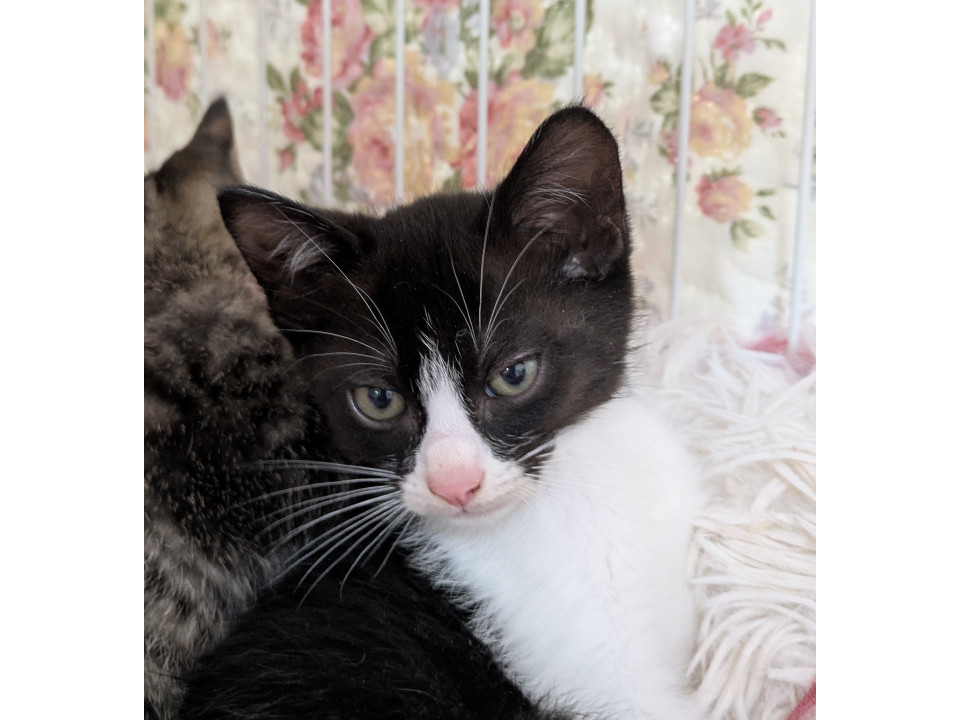 可愛いハチワレリンクくん