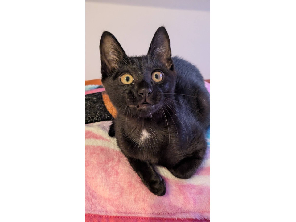 クロ子猫オス25.2.20生レオン