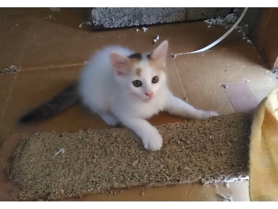 びじんで愛嬌のある白ミケちゃん