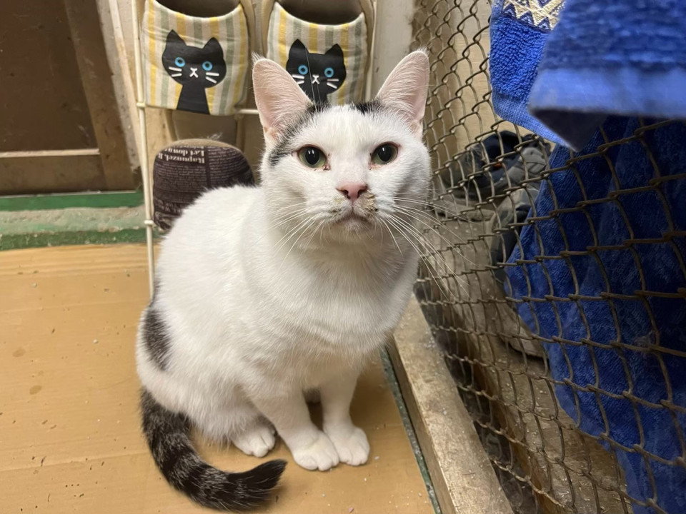 賢いにゃんこのアイ君