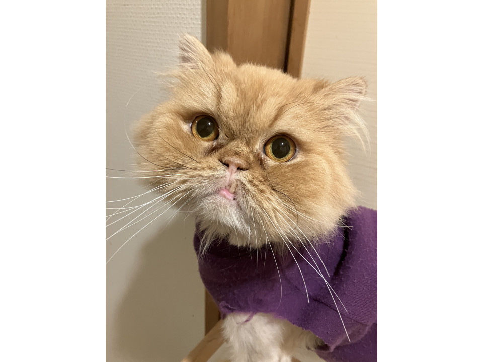 1/18日曜日さいたま市にて譲渡会開催