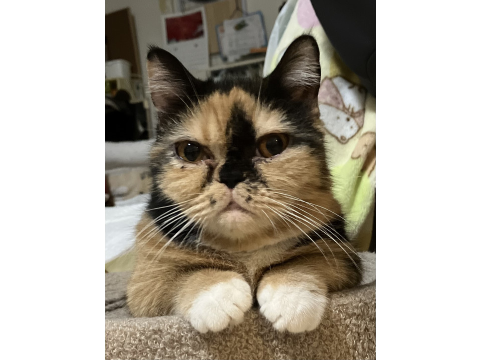 12/6日21日さいたま市にて譲渡会開催