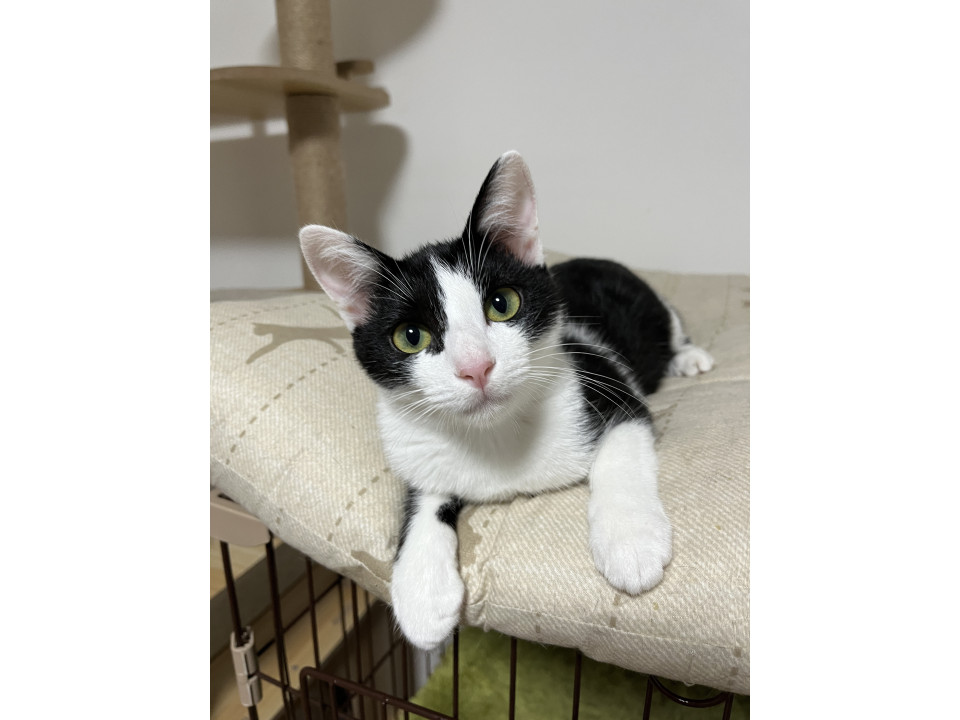 12/7譲渡会】まんまる瞳❤アーニャ