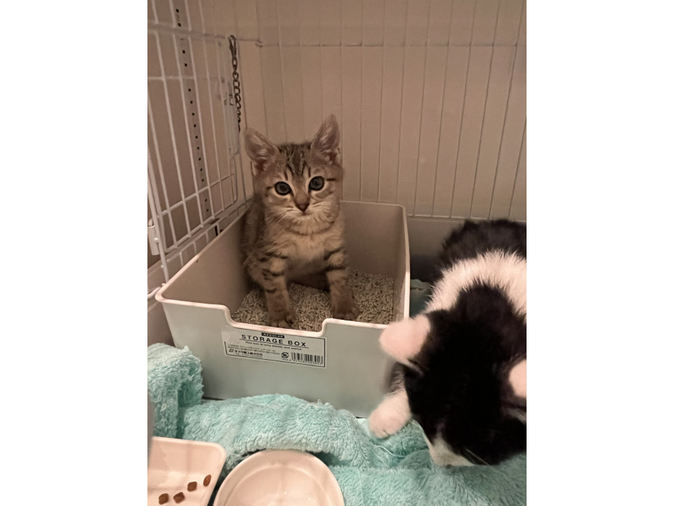 【9/21譲渡会】くりっとおめめのロイド