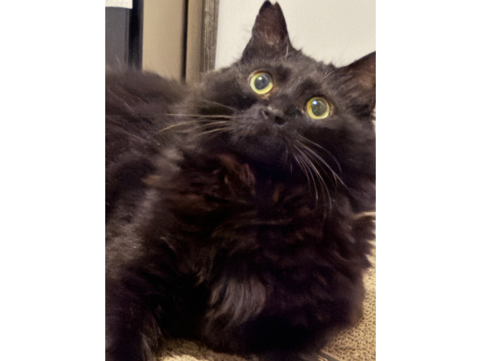 毛並み抜群！大人しい黒猫君