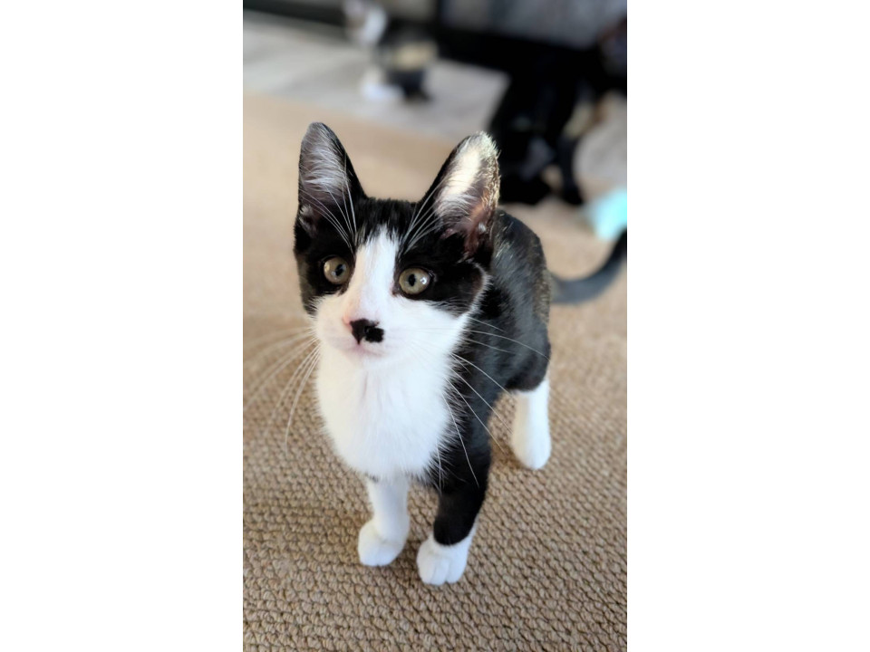 黒白子猫メス25.2.20生アリス