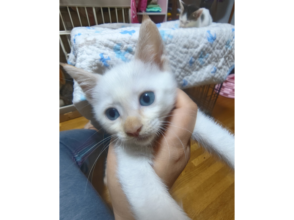 ブルーアイの笹かま猫さん