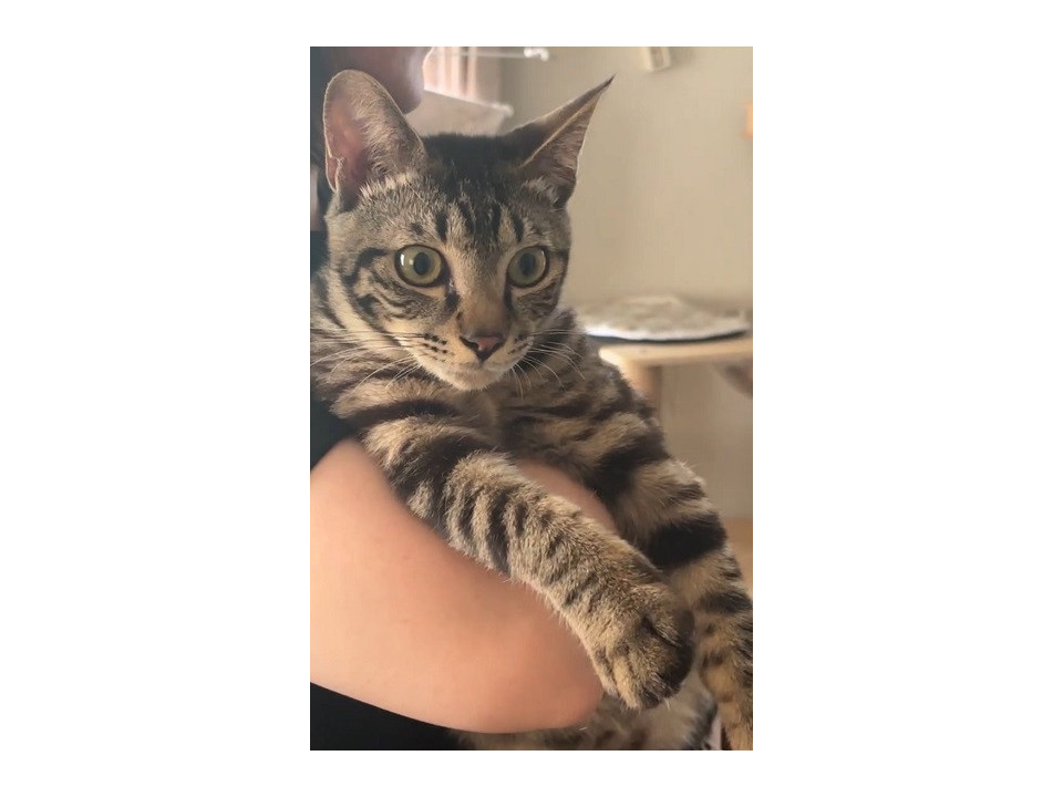 人間大好き、元気な男の子