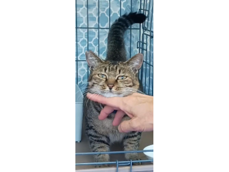 飼い主さん入院の為