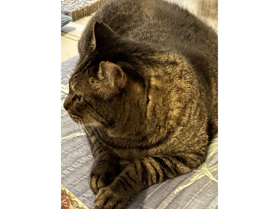 でっかい猫も可愛いゾ！巨大猫チャンス君